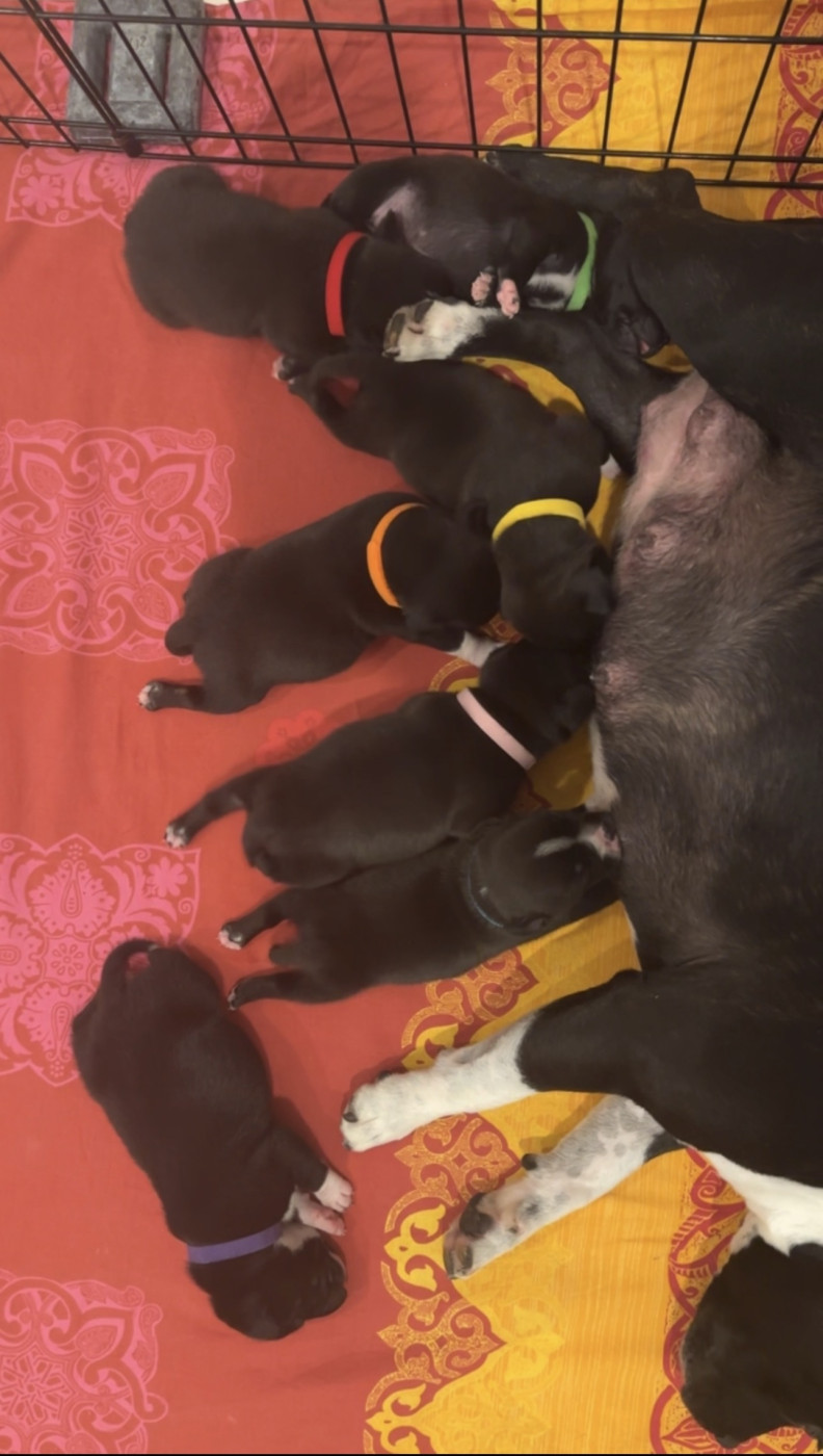 Chiot Staffordshire Bull Terrier Staffilicious