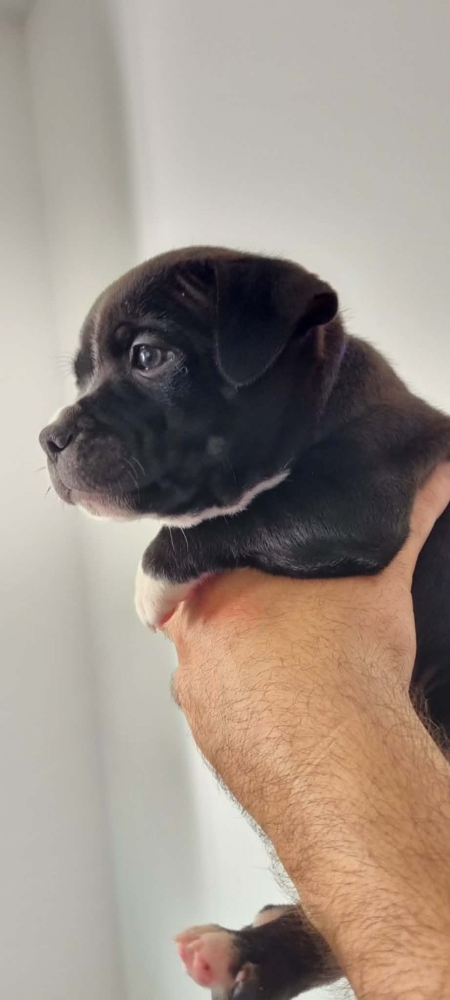 Staffilicious - Chiots disponibles - Staffordshire Bull Terrier